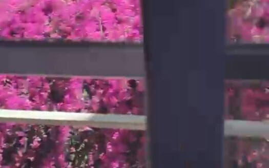 عقار للإيجار السنوي في المزة